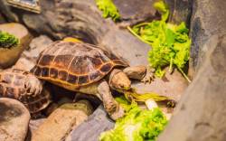 Sanftes Erwachen für Schildkröten im Frühling