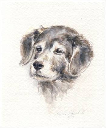 Zeichnung eines Hundekopfes von Cecilia Halbleib