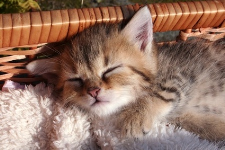 Kleine Katze schläft im Korb  