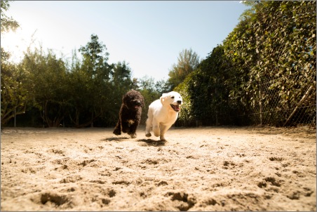 Zwei Hunde beim Freilauf im Canis Resort 