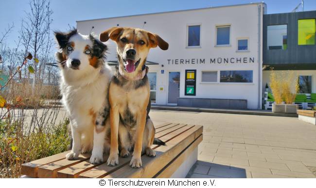 Zwei Hunde sitzen vor dem Tierheim München