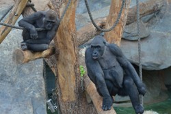 Gorilla-Weibchen Nafi und Sonja