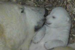 Eisbären-Baby mit Mama Giovanna