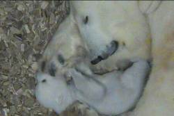 Eisbären-Baby mit Mama Giovanna