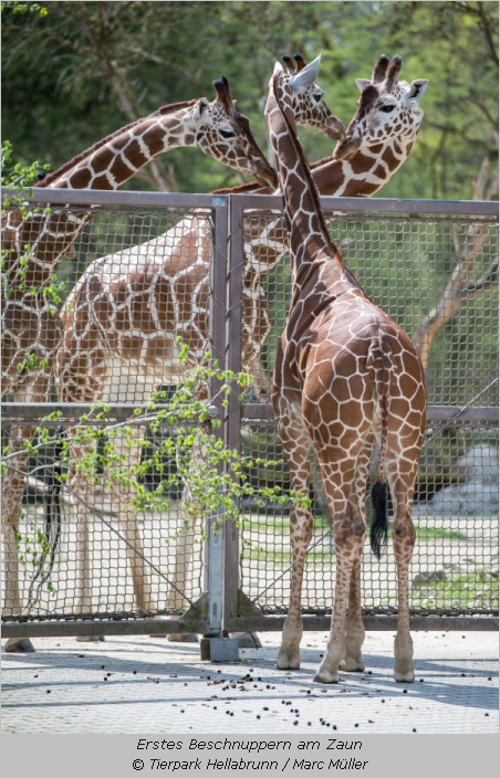 Giraffe Zawadi "beschnuppert" die anderen Giraffen am Zaun 