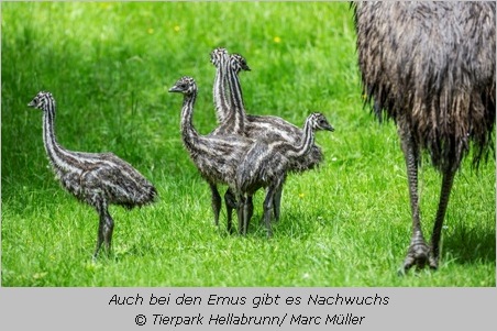 Vier Emu-Küken in Hellabrunn 2016 