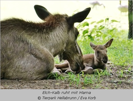 Elch-Kalb liegt mit Mutter in der Wiese im Tierpark Hellabrunn  