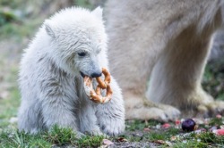 Eisbär-Mädchen Quintana aus dem Münchner Tierpark Hellabrunn