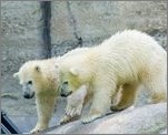Nela und Nobby - die Eisbärenkinder vom Tierpark Hellabrunn