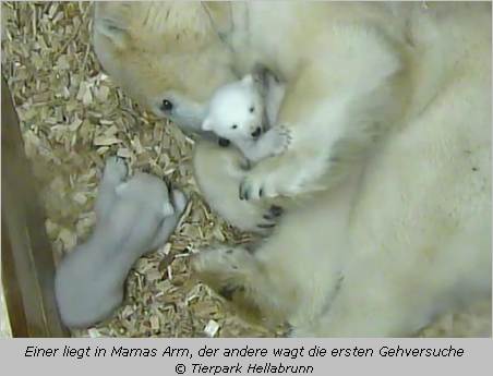 Die Eisbären-Zwillinge am Tag 60 nach ihrer Geburt im Tierpark Hellabrunn