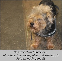 Besucherhund Strolchi - er ist schon 16 Jahre und schaut ein bisschen zerzaust aus