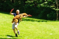 Hund beim Frisbee spielen