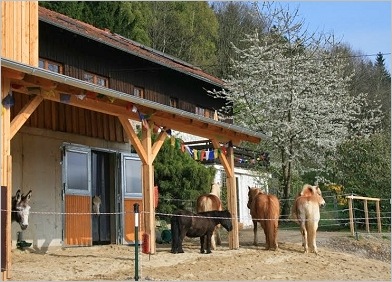 Pferde und Ponys stehen vor dem Haus