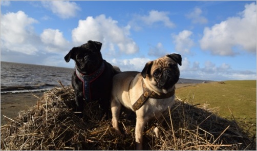 Zwei Möpse in den Dünen - beim Hundeurlaub an der Nordsee