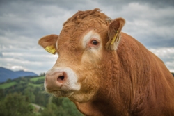 Kuh - ein Beispiel für Nutztiere