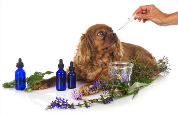 Ätherische Öle für Haustiere