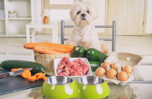Hund sitzt am Tisch mit gesunden Lebensmittel für eine natürliche Ernährung für Hund & Katze
