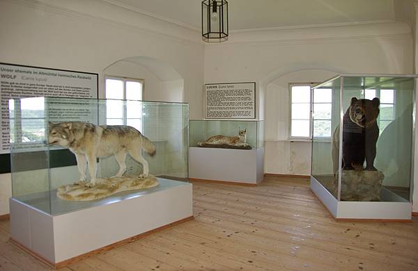 Wolf und Bär im Museum Falkenhof Rosenburg 