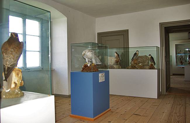 Vögel im Museum Falkenhof Rosenburg 