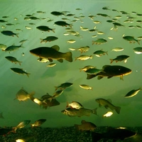 Fische im Aquadome in Bad Wiessee  