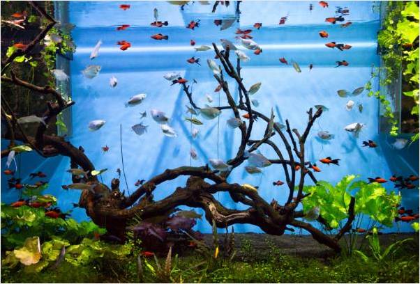 Aquarium mit Fischen und Bepflanzung
