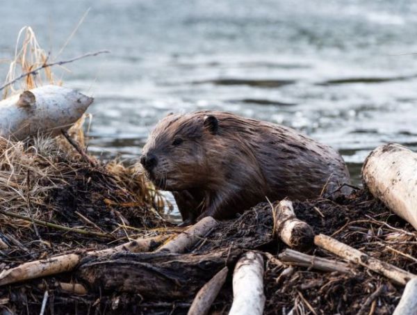 Biber kommt ans Ufer