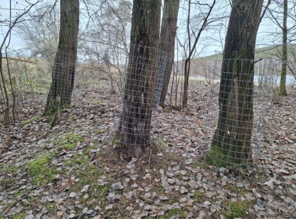 Baumschutz gegen Biber