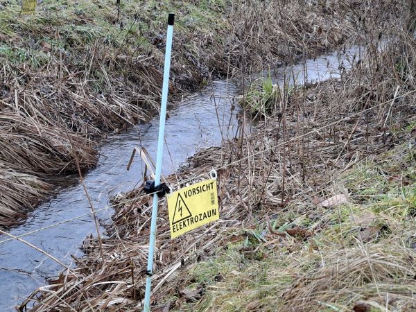 Elektrozaun zum Schutz vor Bibern an einem Bächlein