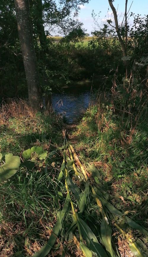 Biberspur - der Biber hat sich Mais ans Wasser geholt