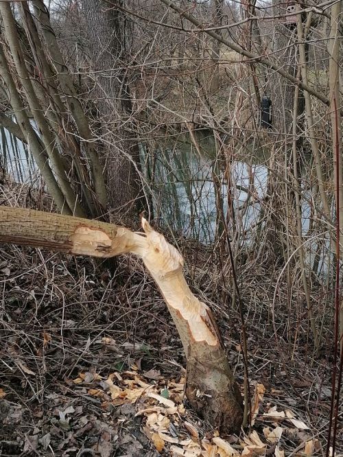 Abgefressener Baum an der Isen