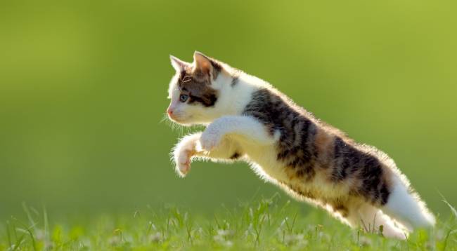 Junge Katze springt auf der Wiese 
