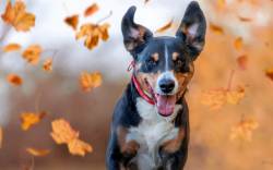 Hund tobt durch Herbstlaub