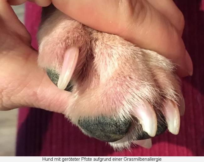 Hund mit geröteter Pfote aufgrund einer Grasmilbenallergie