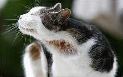Katze kratzt sich - Futtermittelallergie?