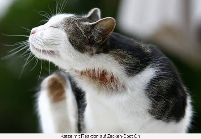 Katze kratzt sich - eine Reaktion auf Zecken-Spot On