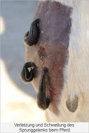 Blutegel am Srunggelenk beim Pferd