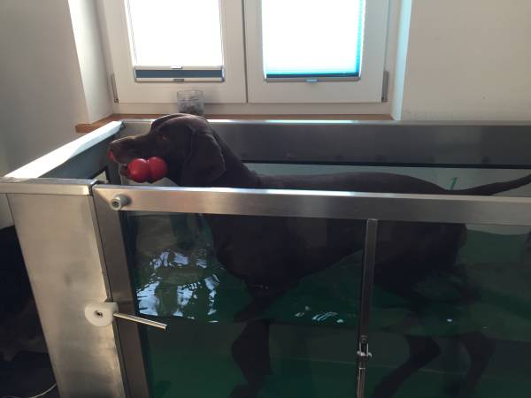 Hund trainiert im Unterwasserlaufband  