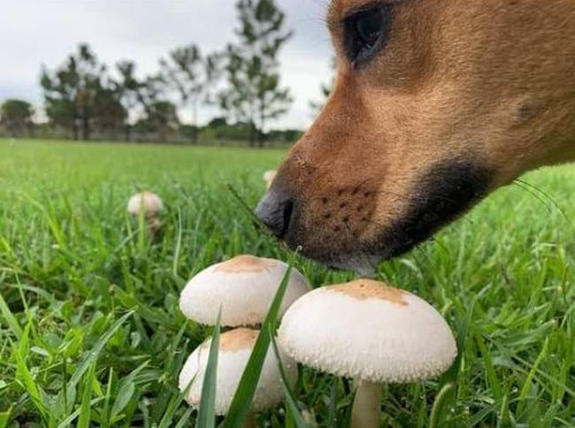 Hund schnüffelt auf einer Wiese an Pilzen 