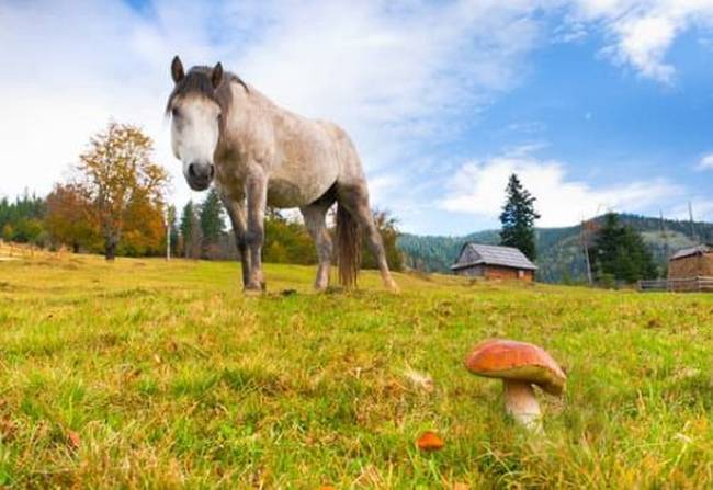 Pferd auf der Weide schaut auf Pilze - Mykotherapie für Hunde, Katzen und Pferde 