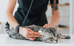 Bedeutung von Katzenkrankenversicherungen