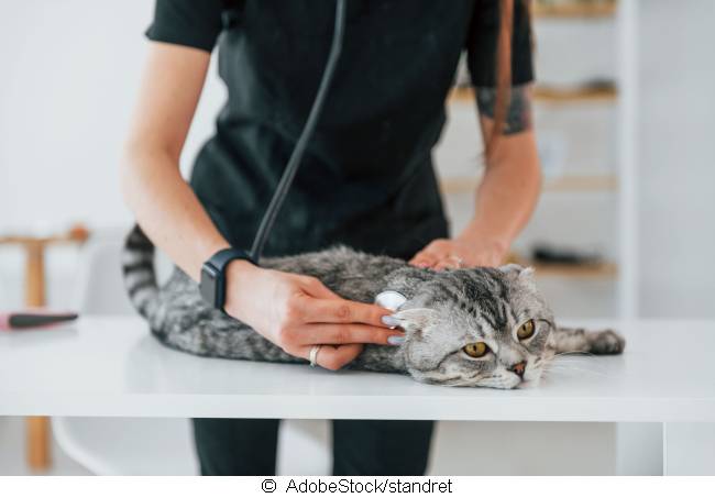 Katze beim Tierarzt - Katzenkrankenbersicherung von SanteVet