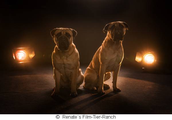 Zwei Hunde vor Scheinwerferen - Erlebnistag auf Renate´s Filmtierranch