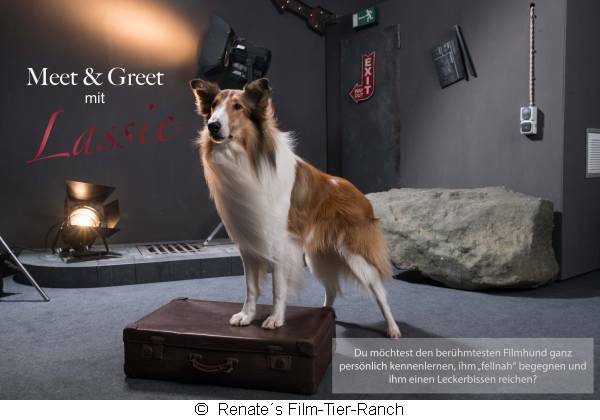 Meet & Greet mit Filmhund Lassie