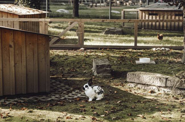 Kaninchen neben Stall auf der Wiese