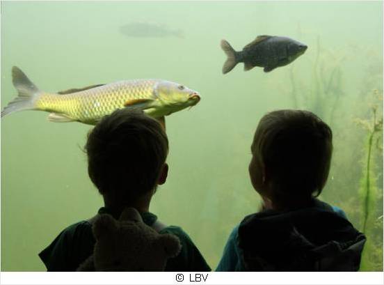 Kinder schauen sich vor einem Aquarium Fische an