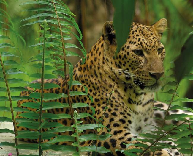 Sri Lanka Leopard  