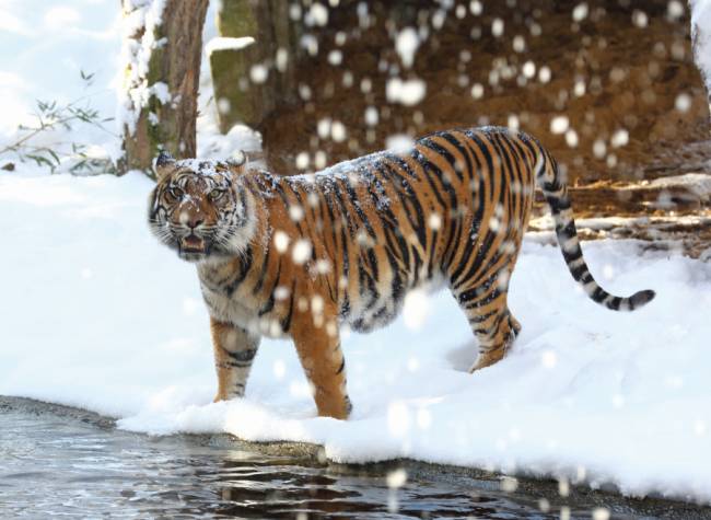 Sumatra Tiger im Schnee