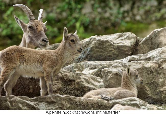 Alpensteinbocknachwuchs und Muttertier im Zoo Salzburg