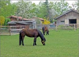 Pferde im Umweltgarten Neubiberg 
