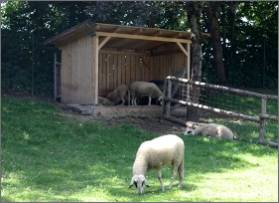 Schafe im Umweltgarten Neubiberg 